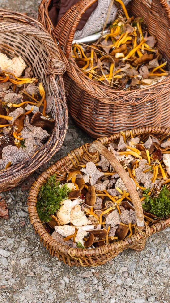 Une matinée inoubliable dans la forêt privée du Domaine de la Hardouinais, dans les Côtes-d’Armor, à la recherche de champignons ! 🌲 Guidé et accompagné par @david_le_bars , le jardinier du domaine, notre petit groupe est parti pour une balade de plus de 7km dans une ambiance mystérieuse, au cœur du brouillard. Notre butin : des bolets, des pieds-de-mouton et BEAUCOUP de chanterelles ! Il ne nous reste plus qu’à retourner à l’auberge, retirer nos bottes, et se régaler d’un bon repas à la rôtisserie @arduensaintlauneuc 🍽  Un excellent moment qui restera gravé dans ma mémoire 🍄

Les sorties champignons proposées par Ar Duen sont terminés pour cette année mais je vous conseille vivement d’en réserver une l’an prochain ☺️ Ar Duen est un établissement @arcollectionhotels ✨ *invitation 

#sortiechampignons #cueillettechampignons #mycology #mycologyphotography #sortiemycologique #arduen #domainedelahardouinais #lahardouinais #cotesdarmor #chanterelles #sortieenforet #🍄